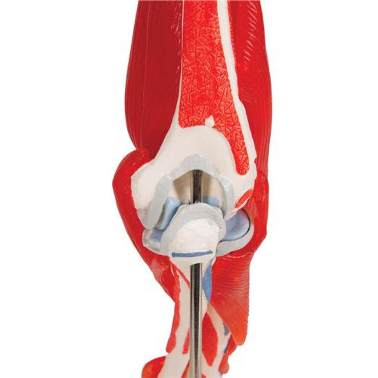 3B Anatomical Model - elbow joint with removable muscles, 8-part 3B Anatomical Model - elbow joint with removable muscles, 8-part