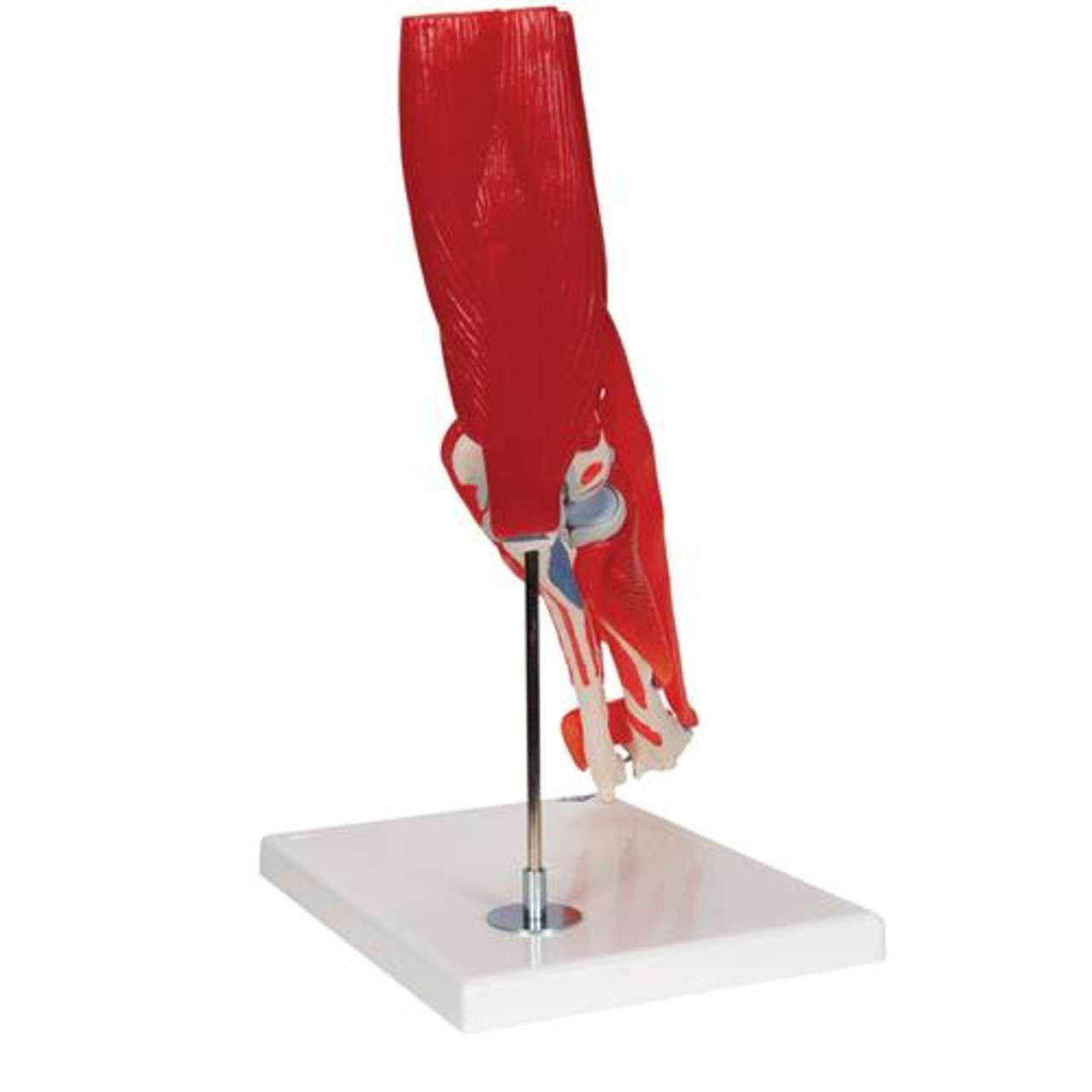 3B Anatomical Model - elbow joint with removable muscles, 8-part 3B Anatomical Model - elbow joint with removable muscles, 8-part