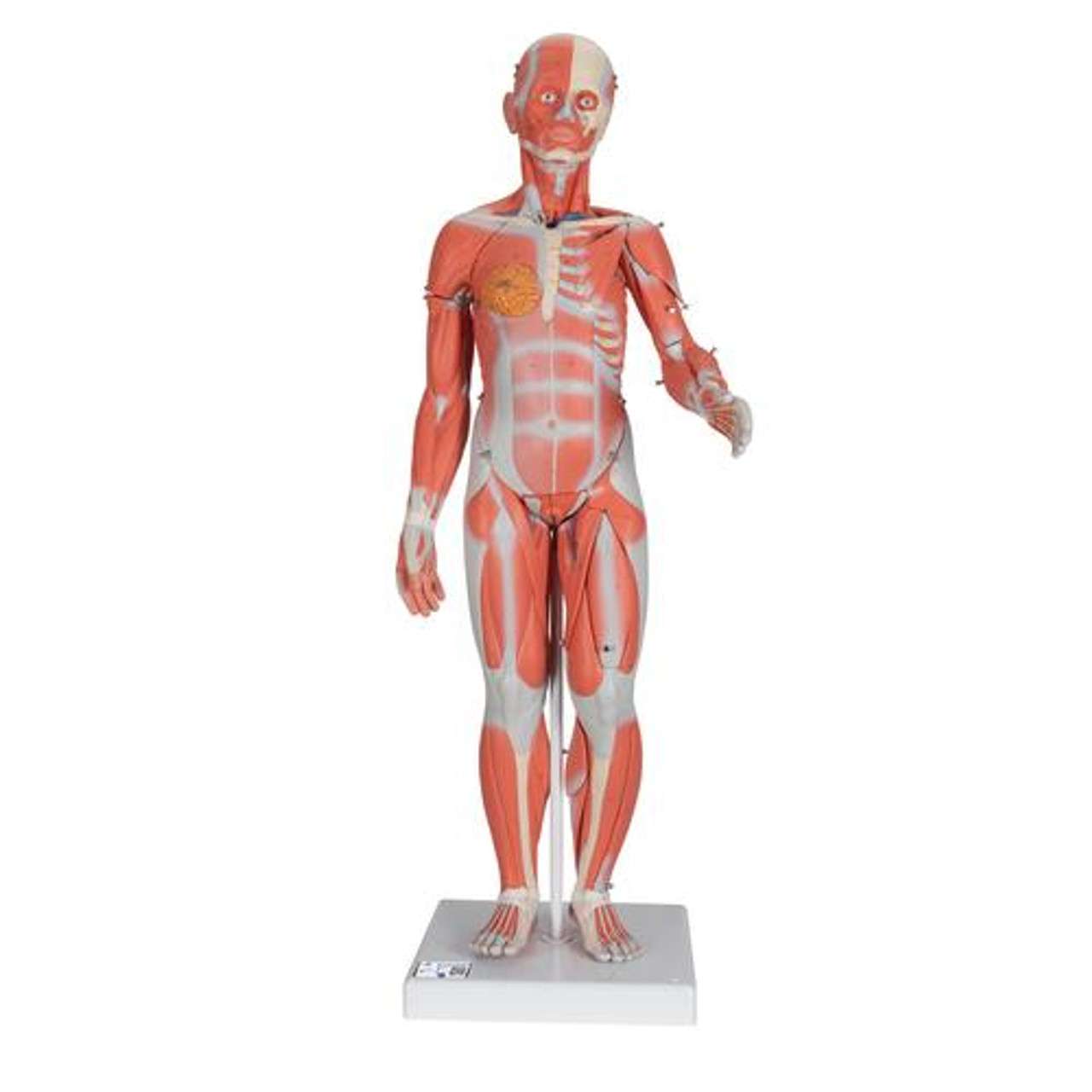 3B Anatomical Model - 1/2 Life-Size Complete Human Dual Sex Muscle Model, 33 part 3B Anatomical Model - 1/2 Life-Size Complete Human Dual Sex Muscle Model, 33 part