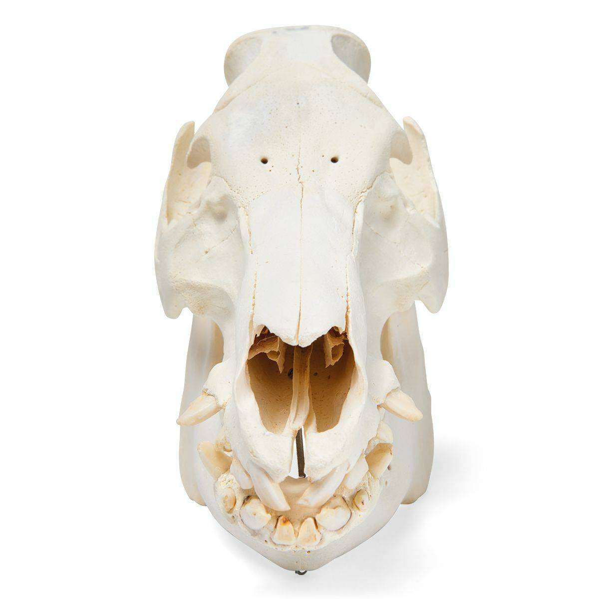 Pig Teeth Anatomy
