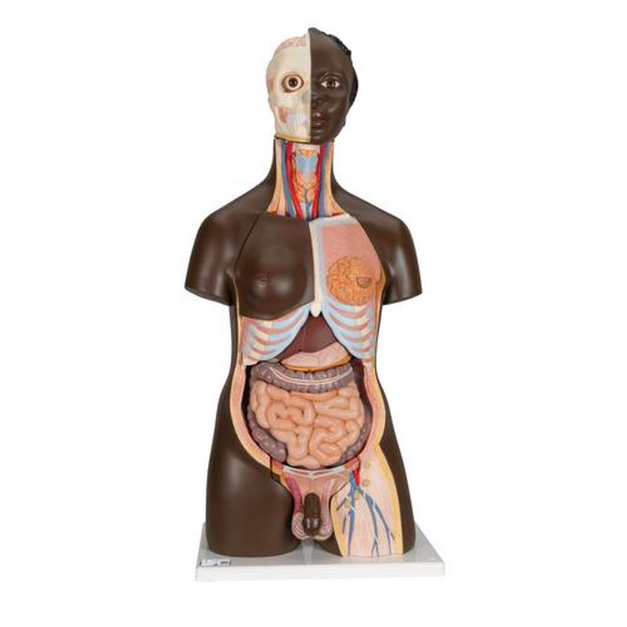 3B Anatomical Model - Deluxe Dual Sex Human Torso Model, 24 part 3B Anatomical Model - Deluxe Dual Sex Human Torso Model, 24 part