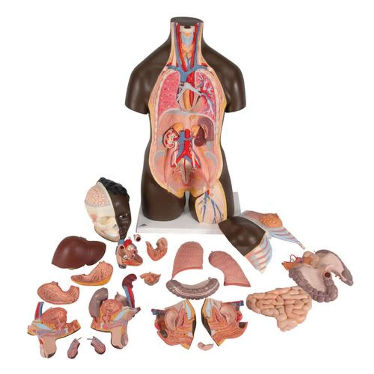 3B Anatomical Model - Deluxe Dual Sex Human Torso Model, 24 part 3B Anatomical Model - Deluxe Dual Sex Human Torso Model, 24 part