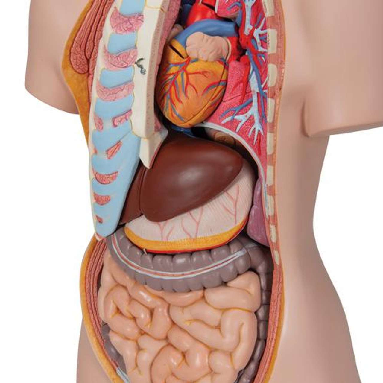 3B Anatomical Model - Classic Unisex Human Torso Model with Open Back, 21 part 3B Anatomical Model - Classic Unisex Human Torso Model with Open Back, 21 part