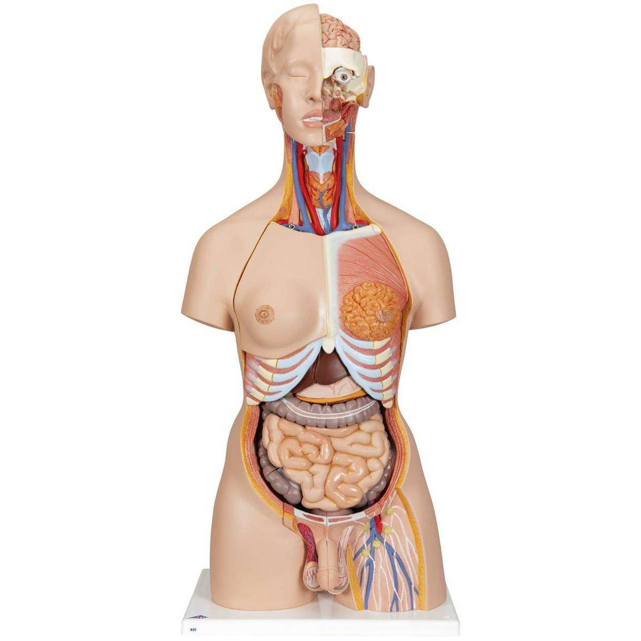 3B Anatomical Model - Deluxe Dual Sex Human Torso Model with Opened Back, 28 part 3B Anatomical Model - Deluxe Dual Sex Human Torso Model with Opened Back, 28 part