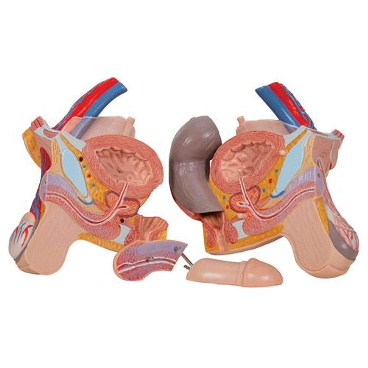 3B Anatomical Model - Deluxe Dual Sex Human Torso Model with Opened Back, 28 part 3B Anatomical Model - Deluxe Dual Sex Human Torso Model with Opened Back, 28 part
