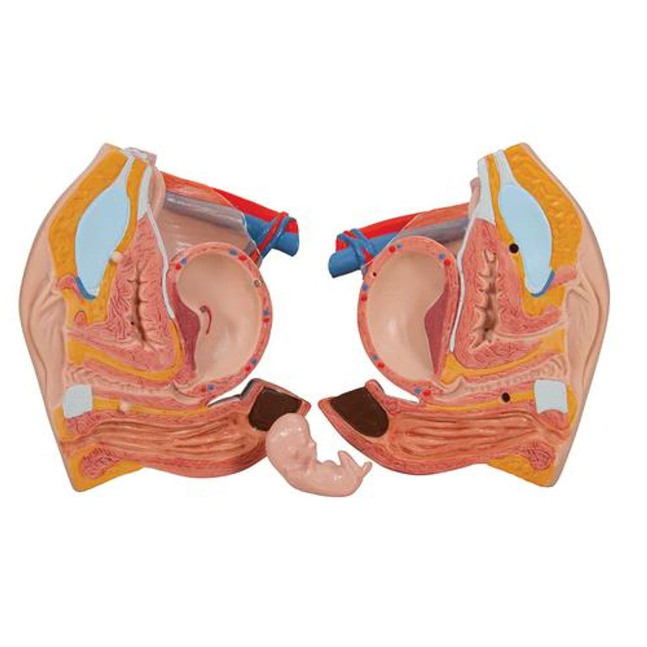 3B Anatomical Model - Deluxe Dual Sex Human Torso Model with Opened Back, 28 part 3B Anatomical Model - Deluxe Dual Sex Human Torso Model with Opened Back, 28 part