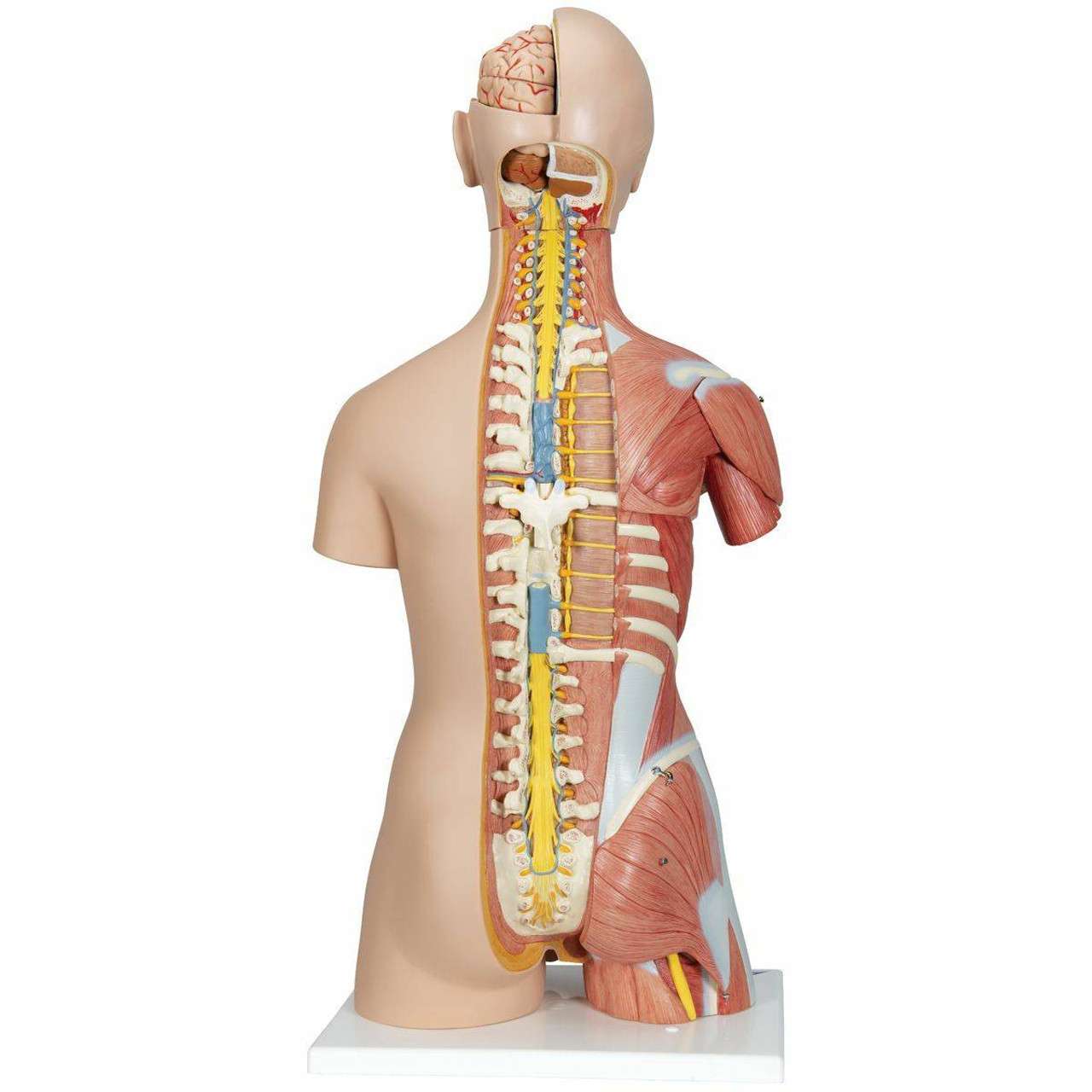 3B Anatomical Model - Deluxe Dual Sex Human Muscle Torso Model, 31 part 3B Anatomical Model - Deluxe Dual Sex Human Muscle Torso Model, 31 part