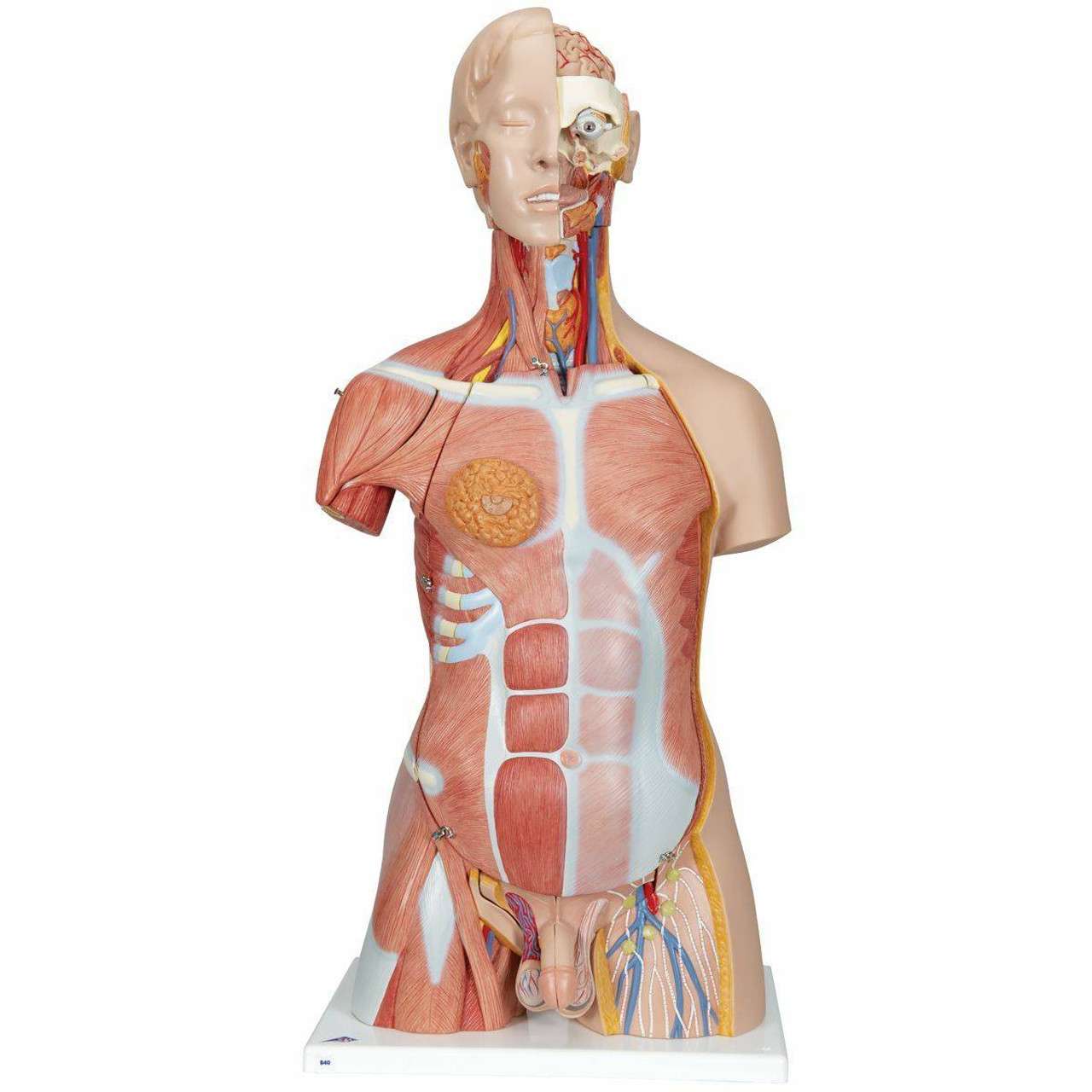 3B Anatomical Model - Deluxe Dual Sex Human Muscle Torso Model, 31 part 3B Anatomical Model - Deluxe Dual Sex Human Muscle Torso Model, 31 part