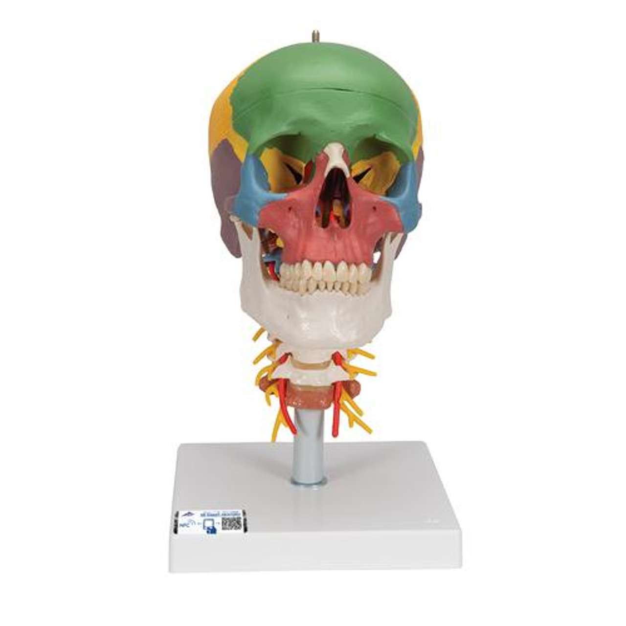3B Anatomical Model - didactic skull, 4 part, on cervical spine 3B Anatomical Model - didactic skull, 4 part, on cervical spine