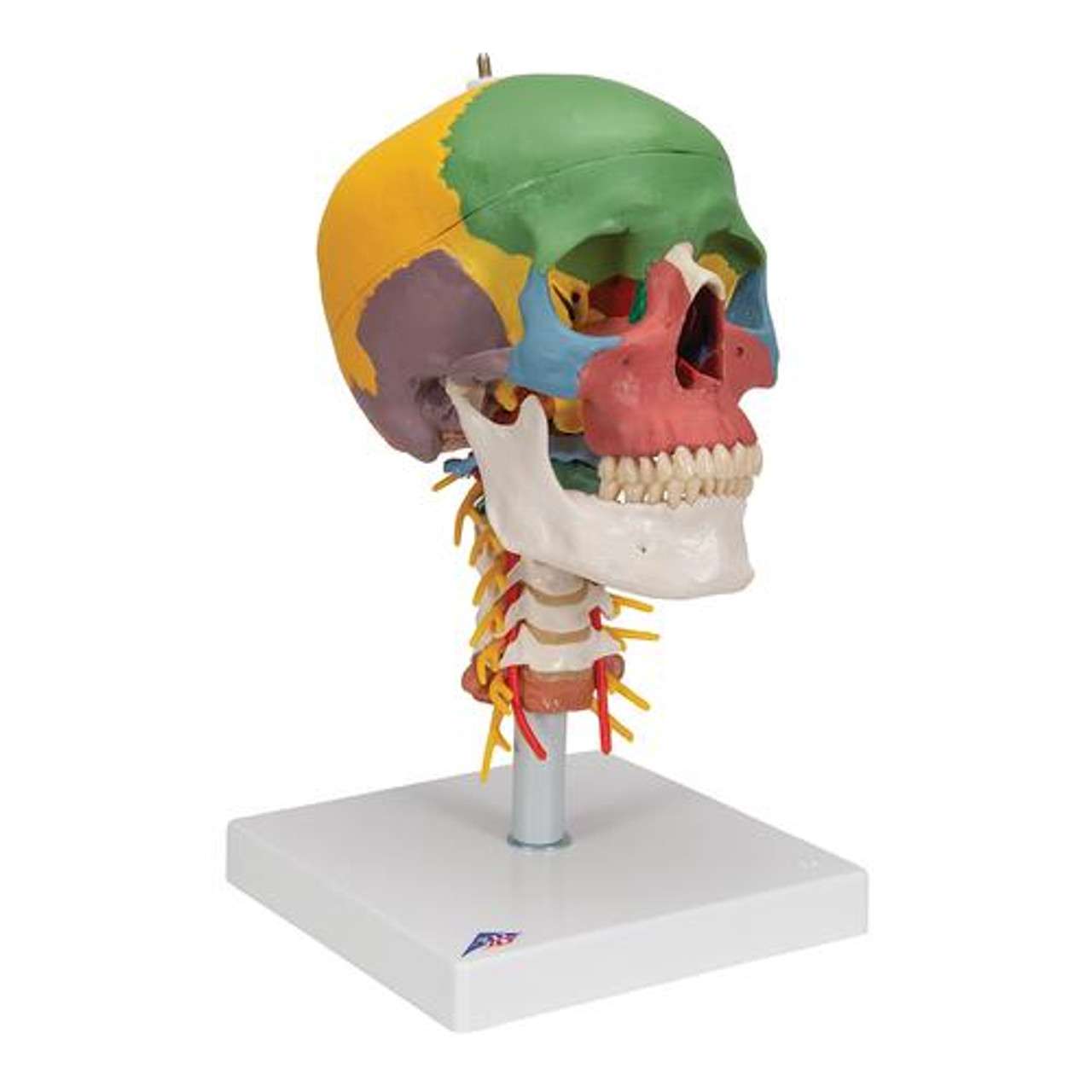 3B Anatomical Model - didactic skull, 4 part, on cervical spine 3B Anatomical Model - didactic skull, 4 part, on cervical spine