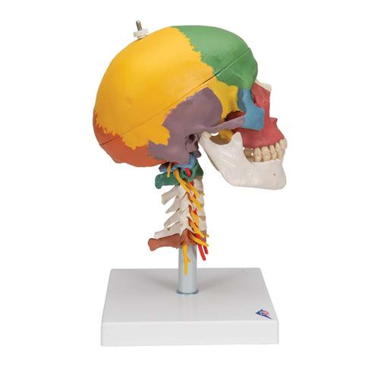3B Anatomical Model - didactic skull, 4 part, on cervical spine 3B Anatomical Model - didactic skull, 4 part, on cervical spine