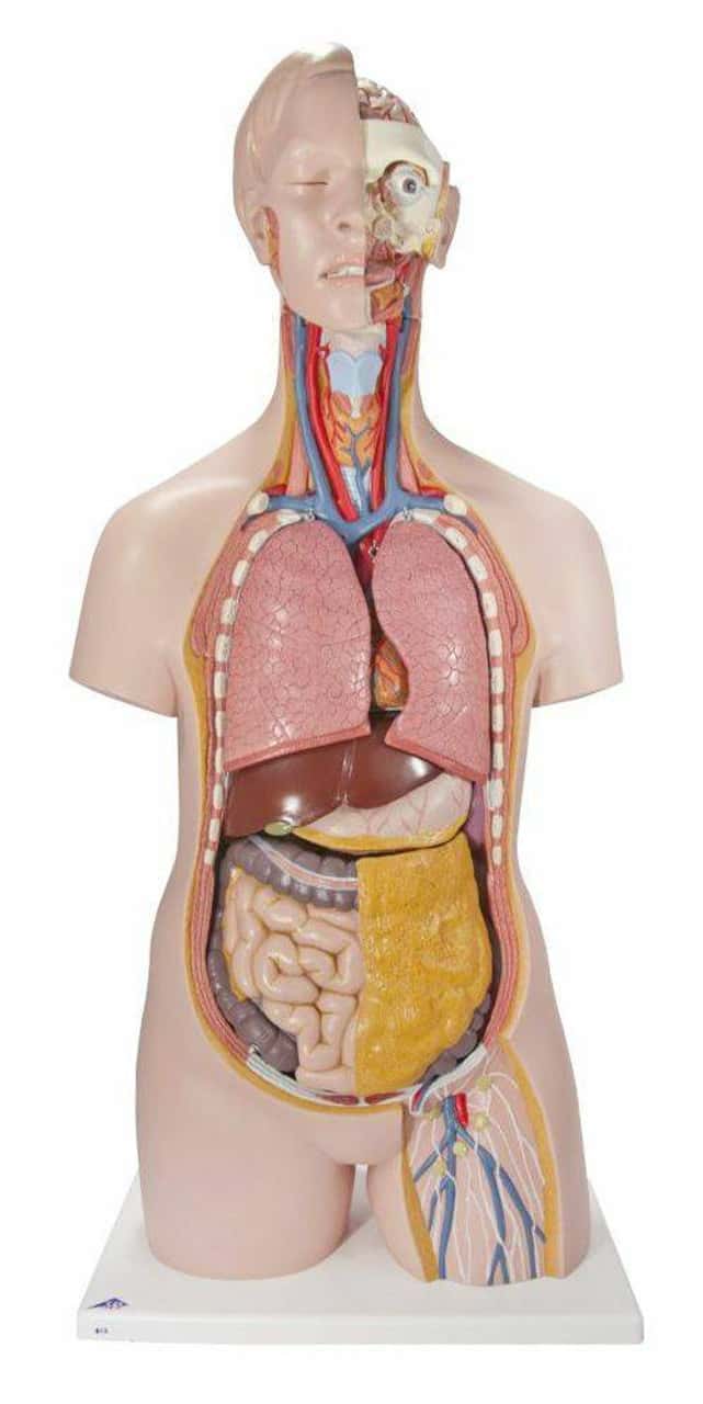 3B Anatomical Model - Classic Unisex Human Torso Model, 14 part 3B Anatomical Model - Classic Unisex Human Torso Model, 14 part