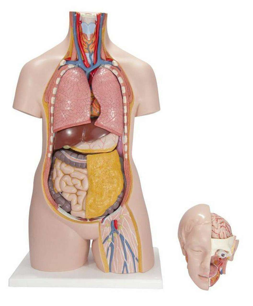 3B Anatomical Model - Classic Unisex Human Torso Model, 14 part 3B Anatomical Model - Classic Unisex Human Torso Model, 14 part