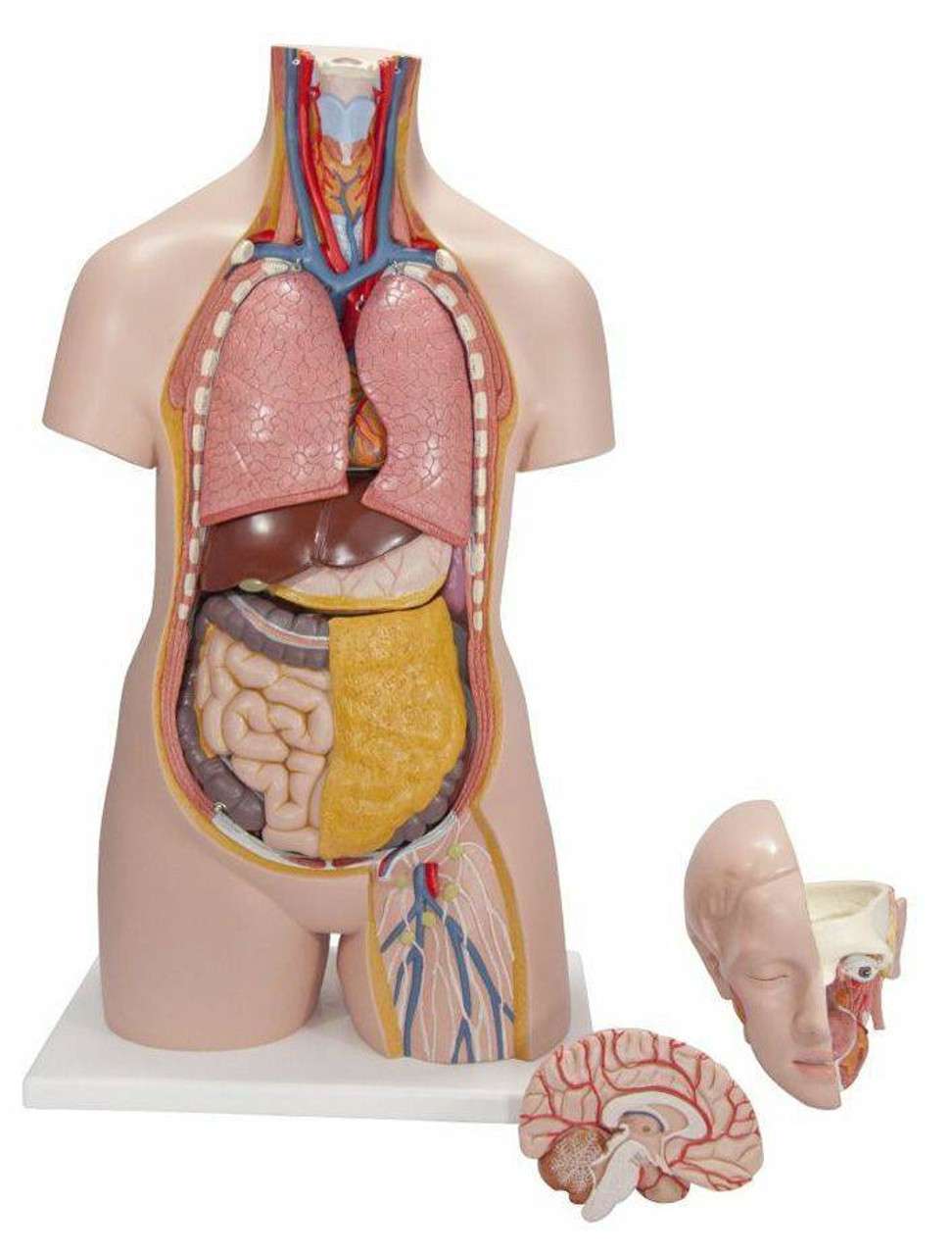 3B Anatomical Model - Classic Unisex Human Torso Model, 14 part 3B Anatomical Model - Classic Unisex Human Torso Model, 14 part
