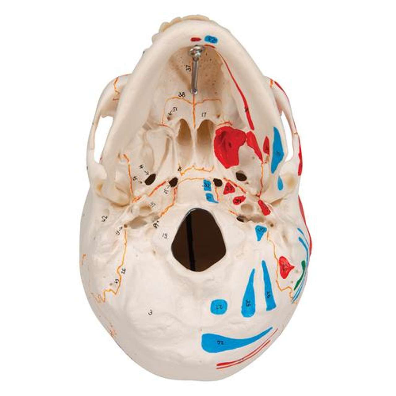 【期間限定お試し価格】 3B Scientific (3 Model Anatomy Skull Human Painted Classic ミュージック