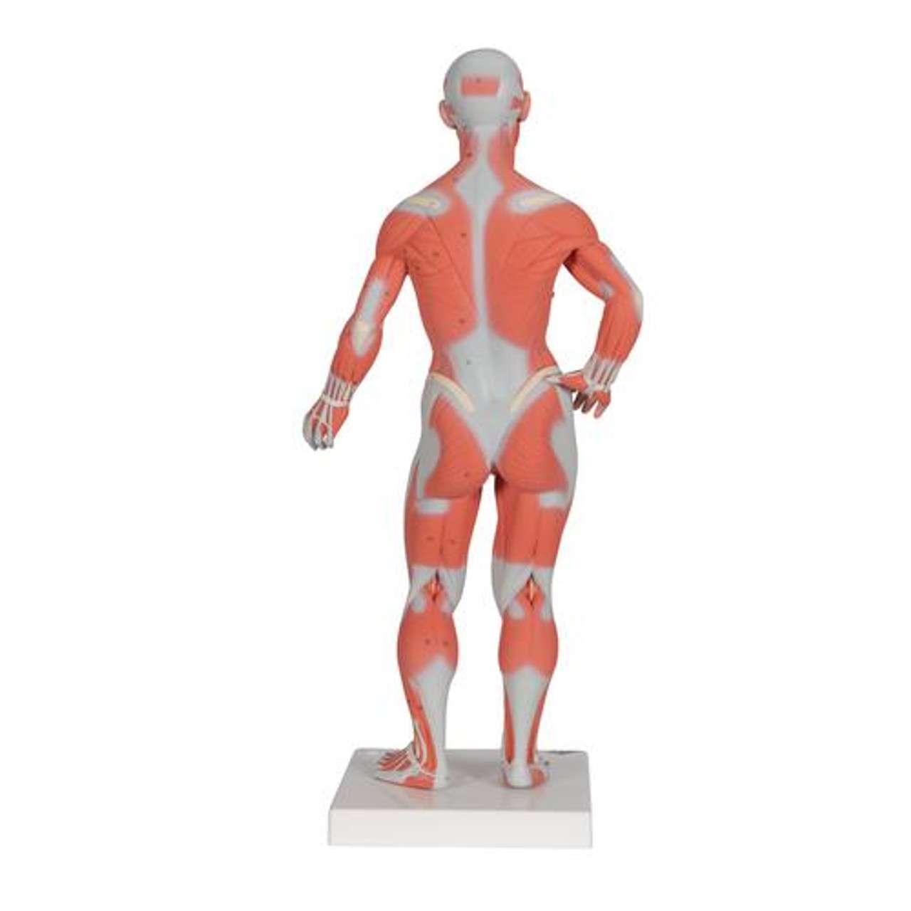 3B Anatomical Model - 1/3 Life-Size Human Muscle Figure, 2 part 3B Anatomical Model - 1/3 Life-Size Human Muscle Figure, 2 part
