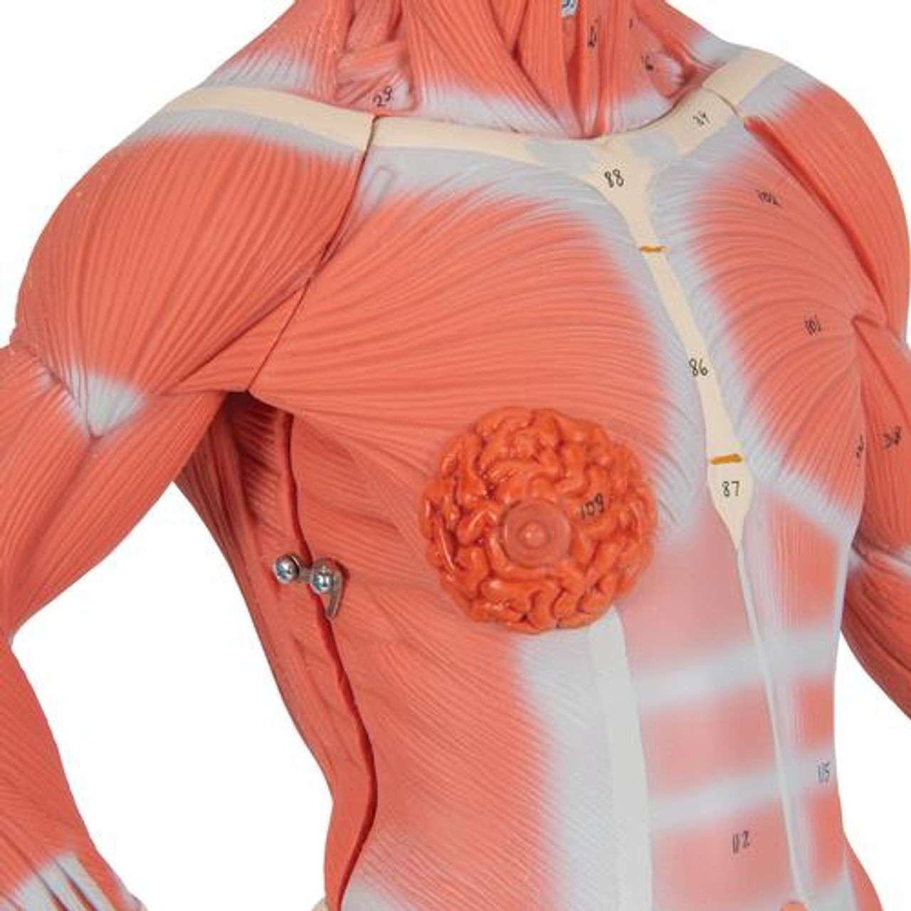 3B Anatomical Model - 1/3 Life-Size Human Muscle Figure, 2 part 3B Anatomical Model - 1/3 Life-Size Human Muscle Figure, 2 part