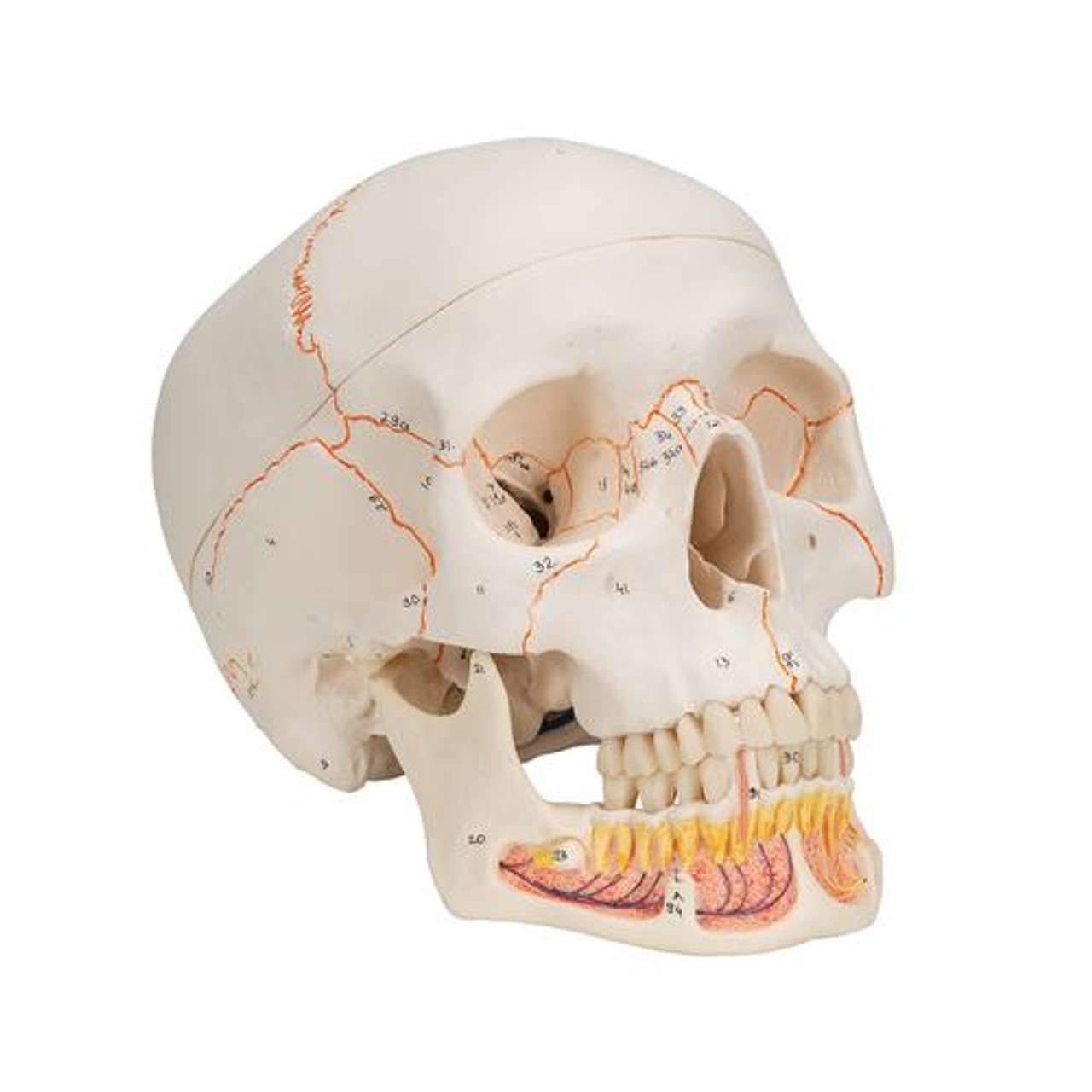 3B Anatomical Model - Classic Human Skull Model with Opened Lower Jaw, 3 part 3B Anatomical Model - Classic Human Skull Model with Opened Lower Jaw, 3 part