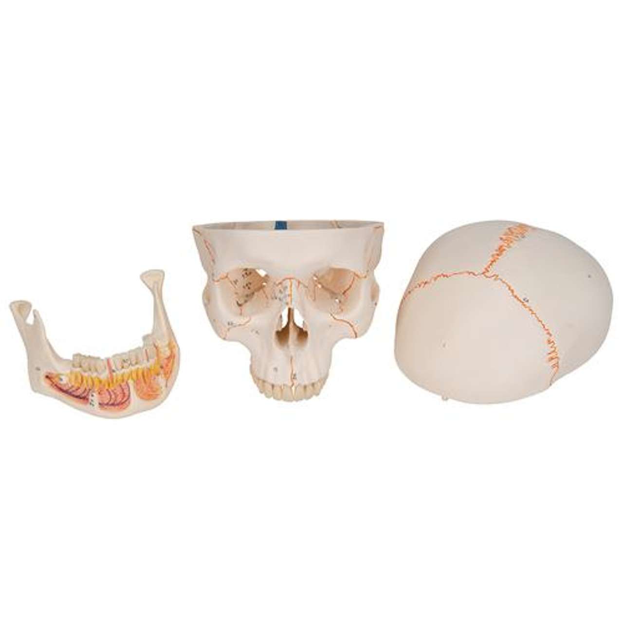 3B Anatomical Model - classic skull, 3 part 3B Anatomical Model - classic skull, 3 part