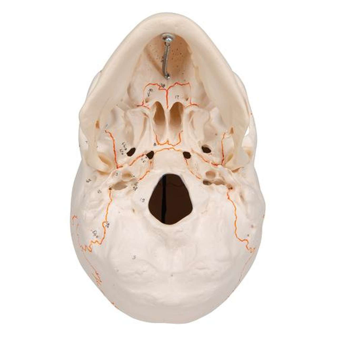 3B Anatomical Model - Classic Human Skull Model with Opened Lower Jaw, 3 part 3B Anatomical Model - Classic Human Skull Model with Opened Lower Jaw, 3 part