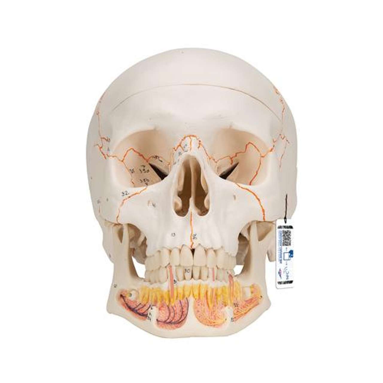 3B Anatomical Model - classic skull, 3 part 3B Anatomical Model - classic skull, 3 part
