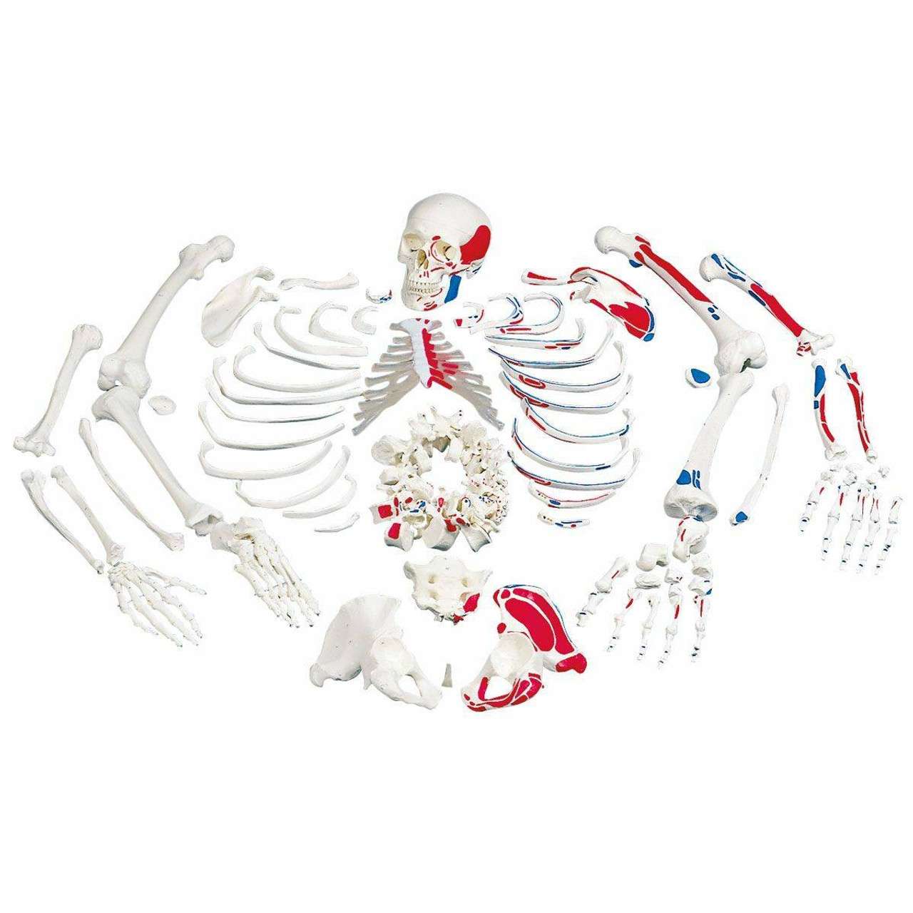 3B Anatomical Model - Disarticulated Half Skeleton 3B Anatomical Model - Disarticulated Half Skeleton