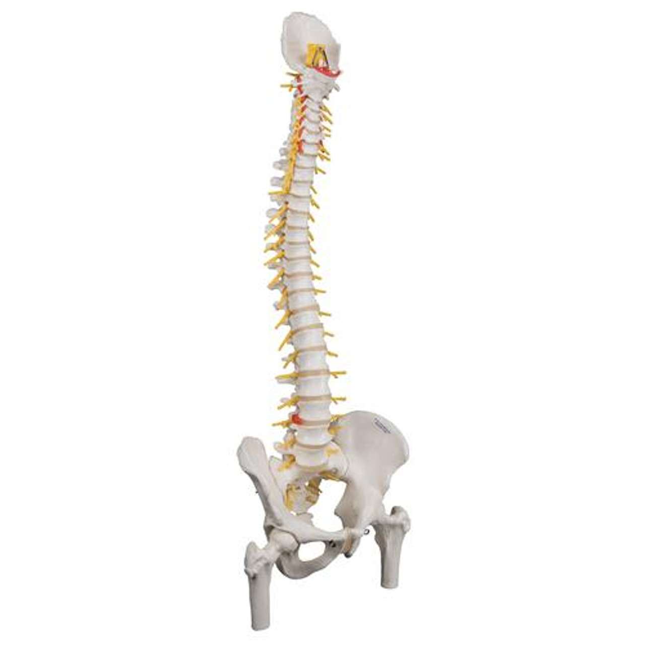 3B Anatomical Model - Deluxe Flexible Human Spine Model with Sacral Opening 3B Anatomical Model - Deluxe Flexible Human Spine Model with Sacral Opening