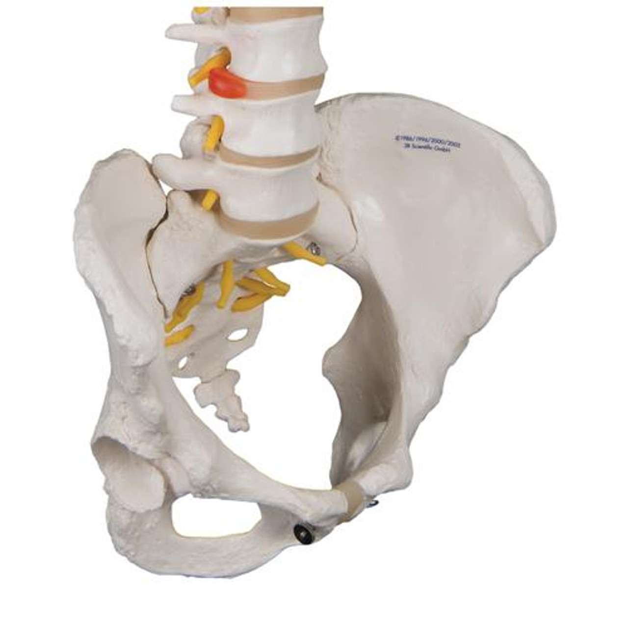 3B Anatomical Model - Classic Flexible Human Spine Model with Female Pelvis 3B Anatomical Model - Classic Flexible Human Spine Model with Female Pelvis