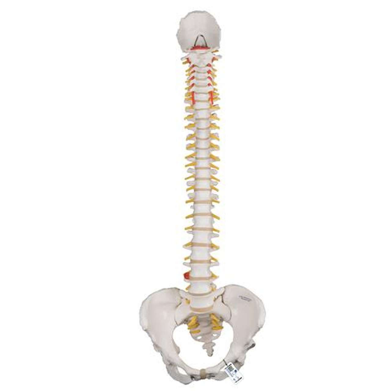 3B Anatomical Model - Classic Flexible Human Spine Model 3B Anatomical Model - Classic Flexible Human Spine Model