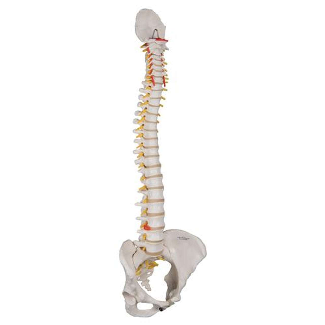 3B Anatomical Model - Classic Flexible Human Spine Model with Female Pelvis 3B Anatomical Model - Classic Flexible Human Spine Model with Female Pelvis