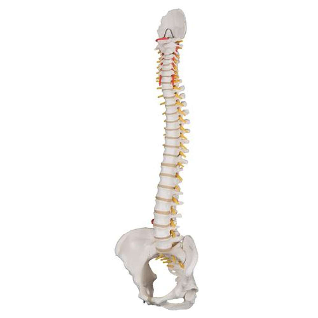 3B Anatomical Model - Classic Flexible Human Spine Model with Female Pelvis 3B Anatomical Model - Classic Flexible Human Spine Model with Female Pelvis