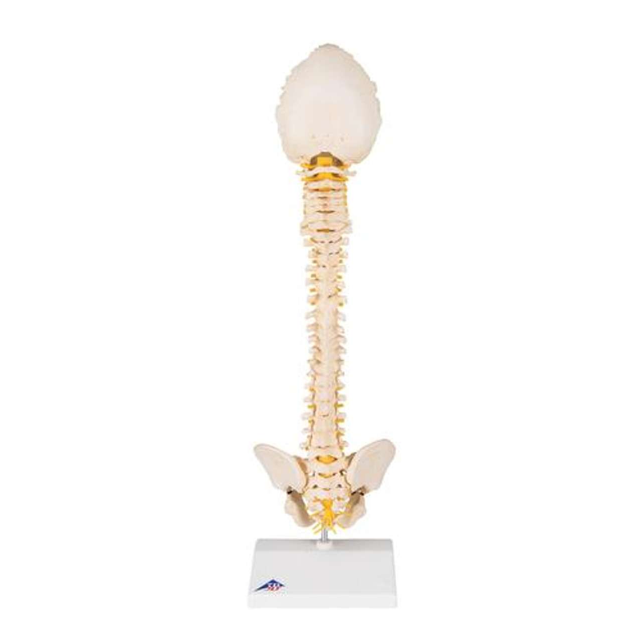 3B Anatomical Model - Child's Vertebral Column Model 3B Anatomical Model - Child's Vertebral Column Model