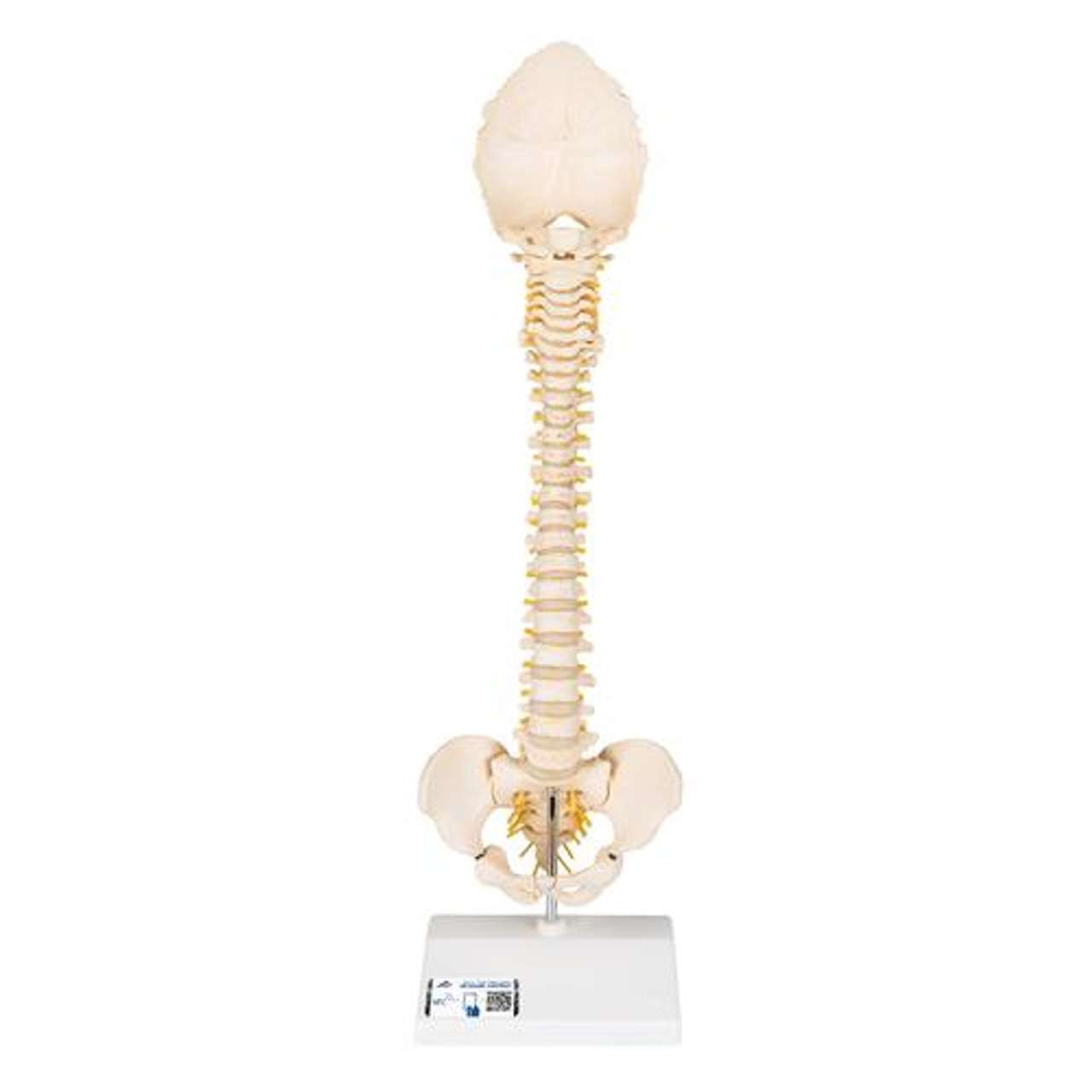 3B Anatomical Model - Child's Vertebral Column Model 3B Anatomical Model - Child's Vertebral Column Model