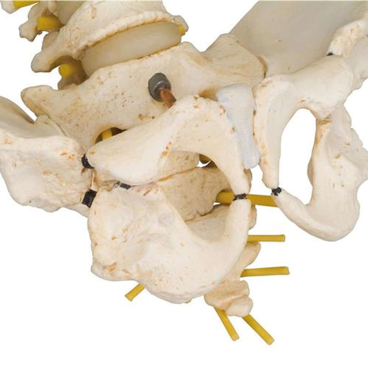 3B Anatomical Model - Child's Vertebral Column Model 3B Anatomical Model - Child's Vertebral Column Model