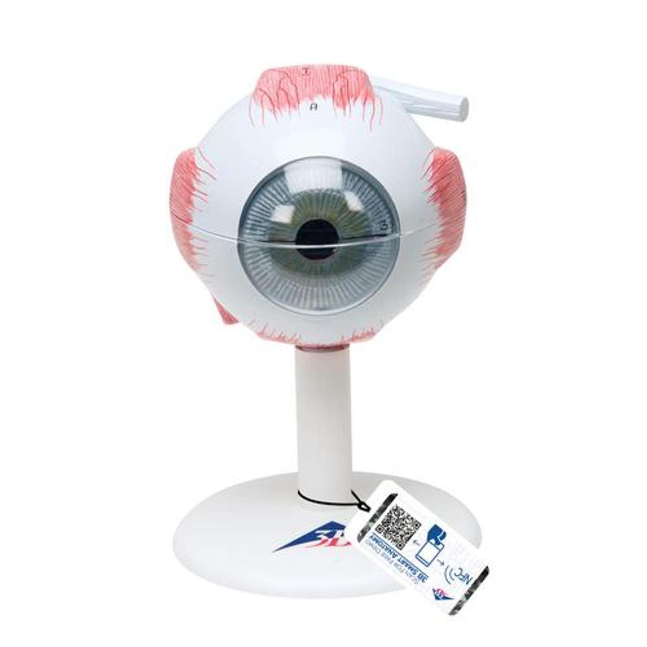 3B Anatomical Model - eye, 6-part (3x size) 3B Anatomical Model - eye, 6-part (3x size)
