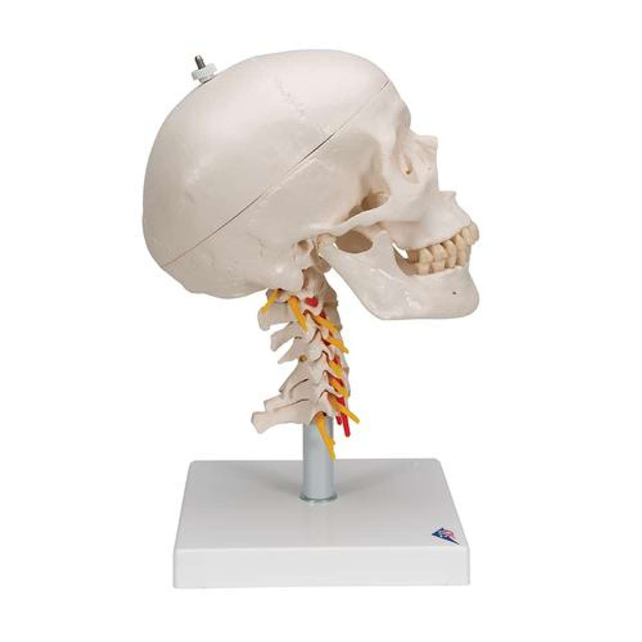 3B Anatomical Model - classic skull, 4 part, on cervical spine 3B Anatomical Model - classic skull, 4 part, on cervical spine