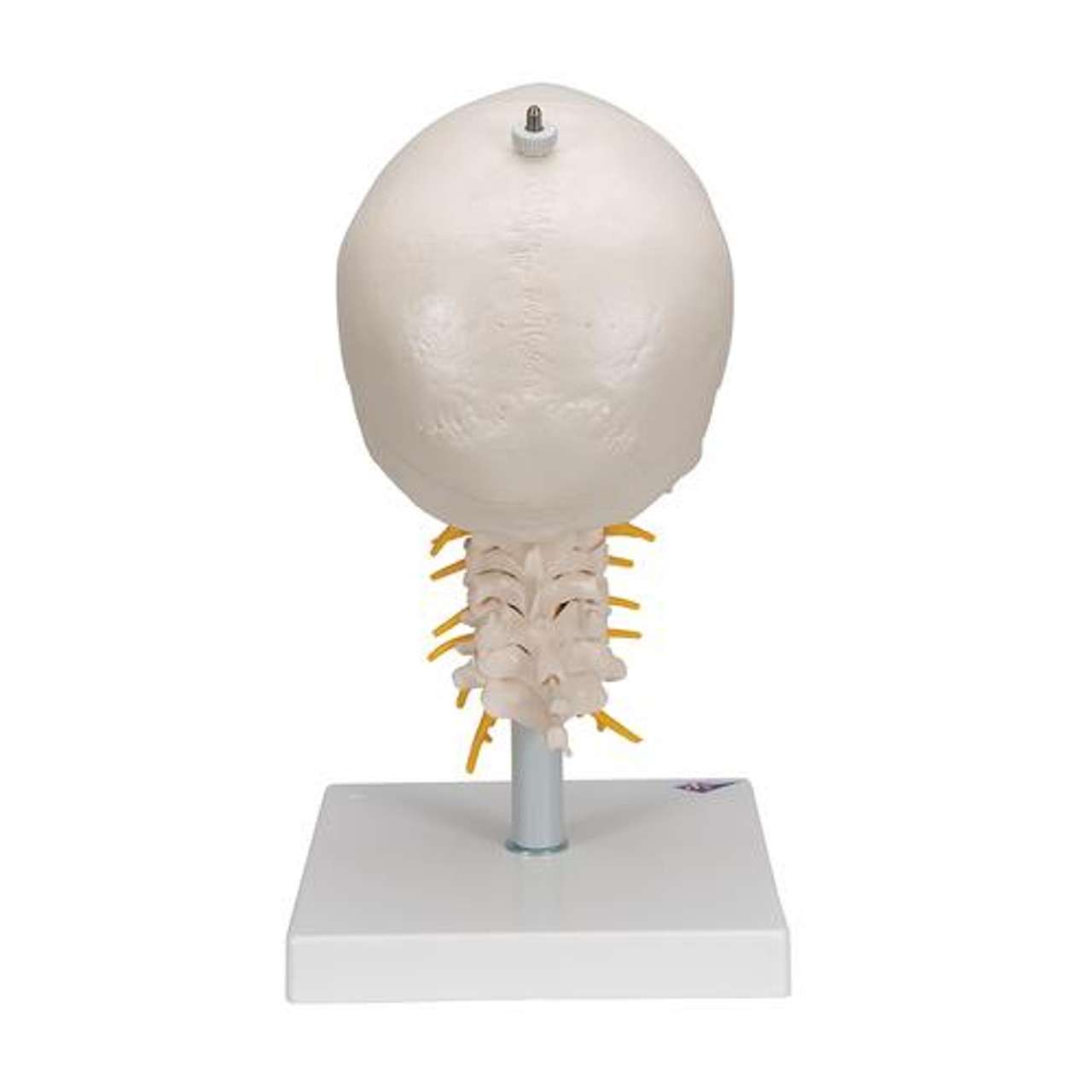 3B Anatomical Model - classic skull, 4 part, on cervical spine 3B Anatomical Model - classic skull, 4 part, on cervical spine