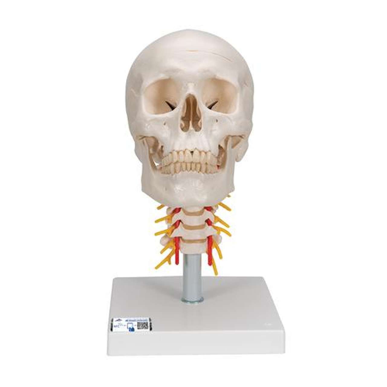 3B Anatomical Model - classic skull, 4 part, on cervical spine 3B Anatomical Model - classic skull, 4 part, on cervical spine