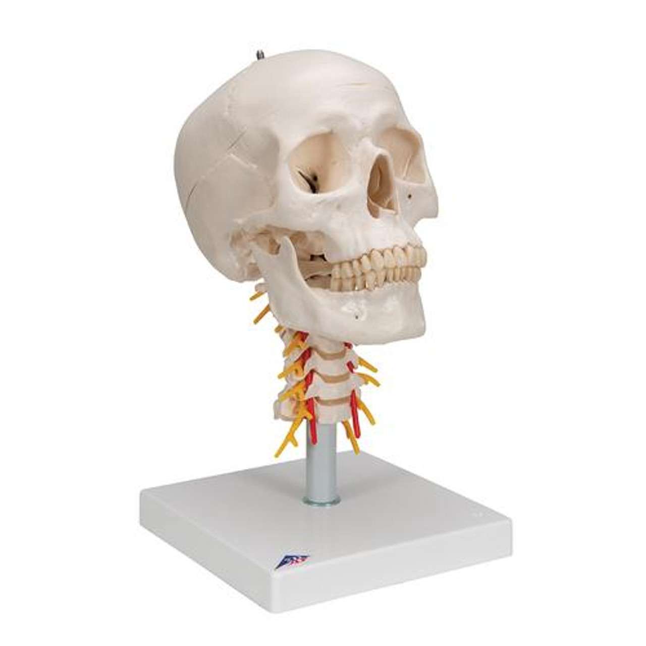 3B Anatomical Model - classic skull, 4 part, on cervical spine 3B Anatomical Model - classic skull, 4 part, on cervical spine
