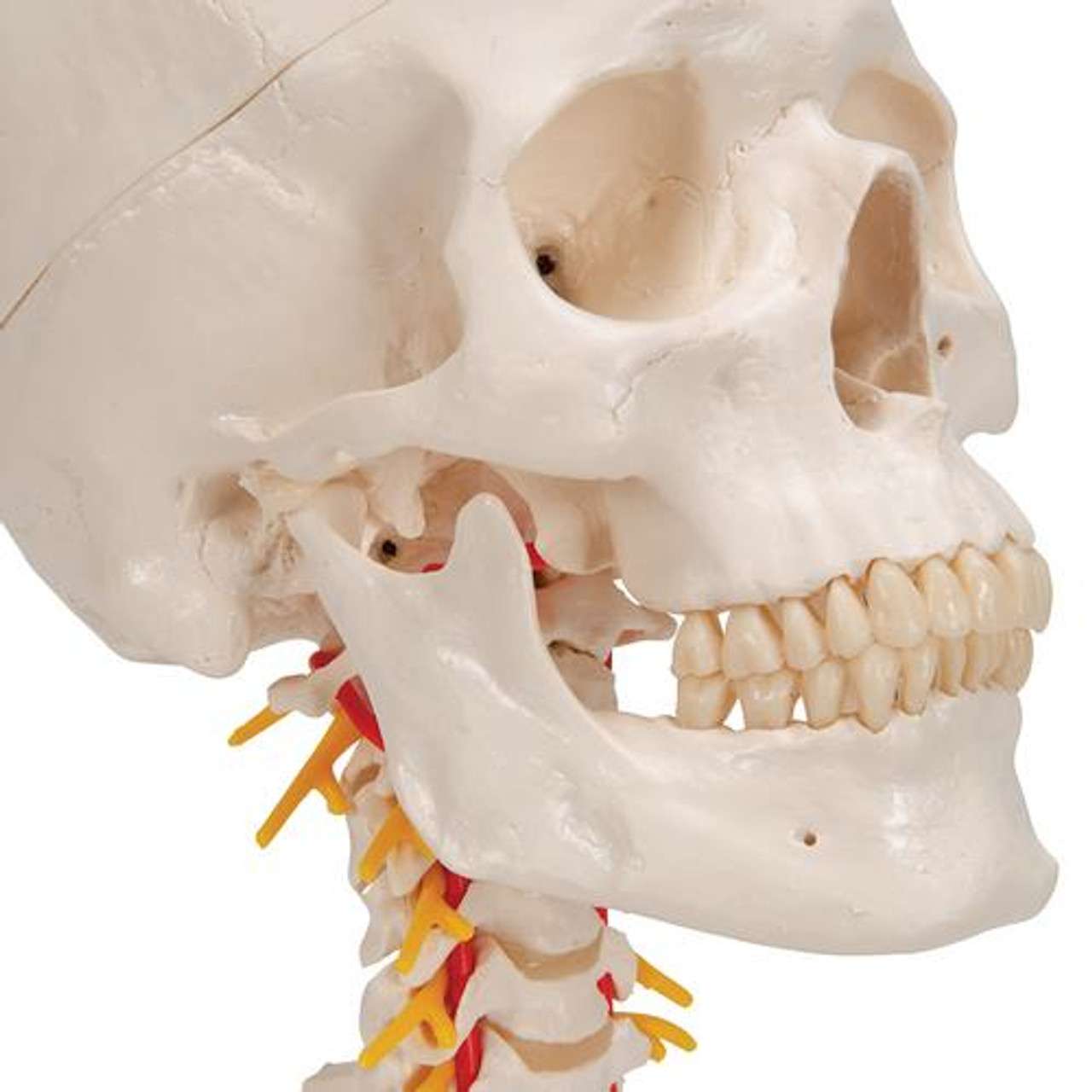 3B Anatomical Model - classic skull, 4 part, on cervical spine 3B Anatomical Model - classic skull, 4 part, on cervical spine