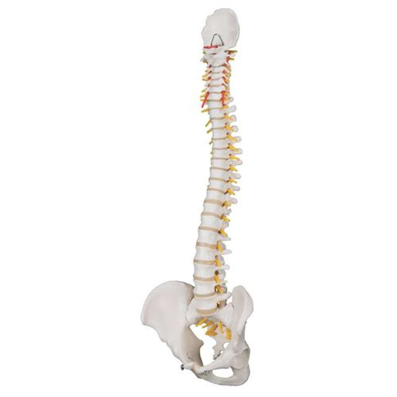3B Anatomical Model - Classic Flexible Human Spine Model 3B Anatomical Model - Classic Flexible Human Spine Model