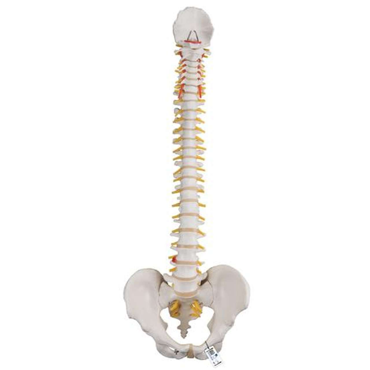 3B Anatomical Model - Classic Flexible Human Spine Model 3B Anatomical Model - Classic Flexible Human Spine Model
