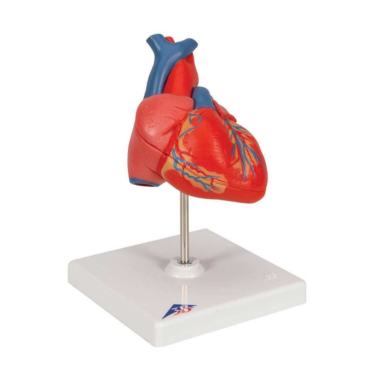 3B Scientific Classic Human Heart Anatomy Model | Anatomy