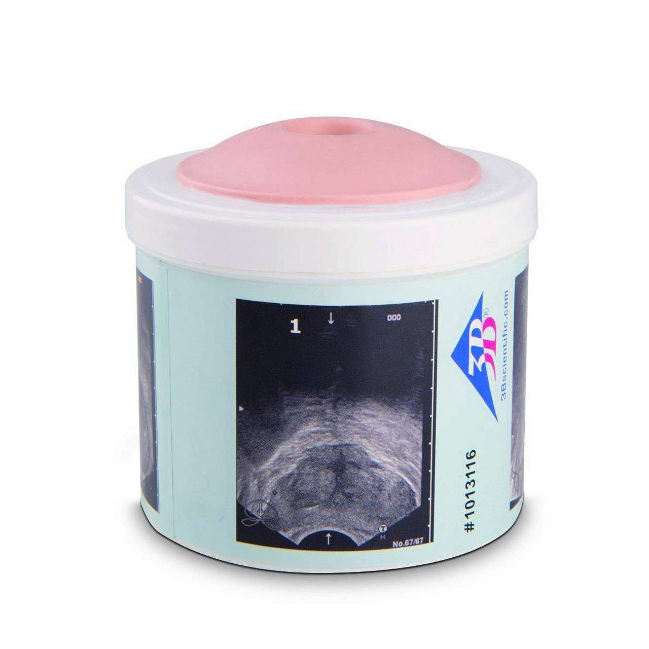 Prostate Examination Trainer, 4 stages Prostate Examination Trainer, 4 stages