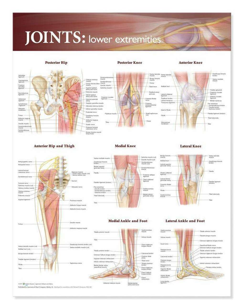 3B Anatomical Chart - Shoulder & Elbow 20 x 26in 3B Anatomical Chart - Shoulder & Elbow 20 x 26in