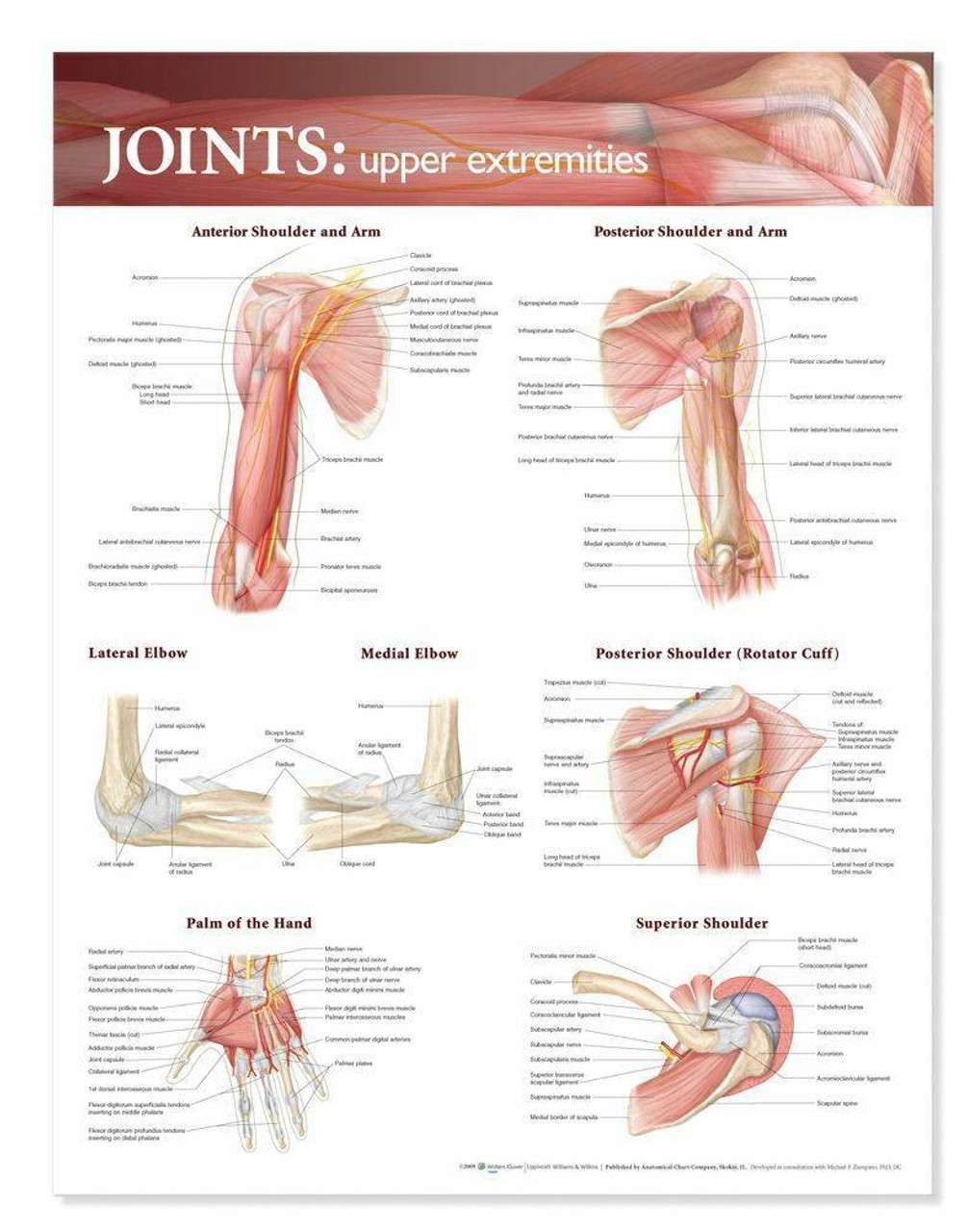 3B Anatomical Chart - Shoulder & Elbow 20 x 26in 3B Anatomical Chart - Shoulder & Elbow 20 x 26in