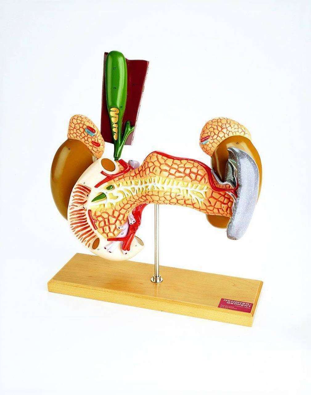 Man Anatomy Model Assembly Kit Vintage Bull Mark All Plastic