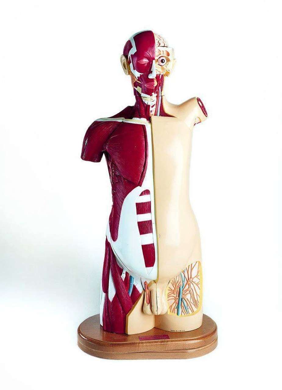 信頼も厚い 25 Denoyer-Geppert Part Model Anatomy Torso Multi Male その他