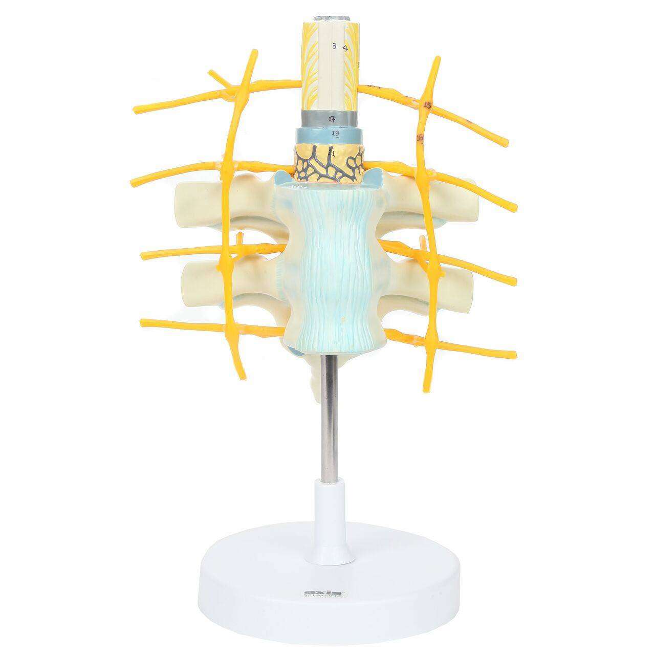 Axis Scientific Vertebrae Anatomy Model Set | Anatomy Warehouse
