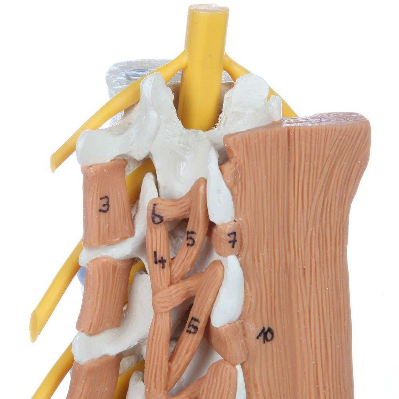 Pelvic Model with Lumbar Spine Muscles-Anatomy Pelvic Model with Lumbar Spine Muscles-Anatomy